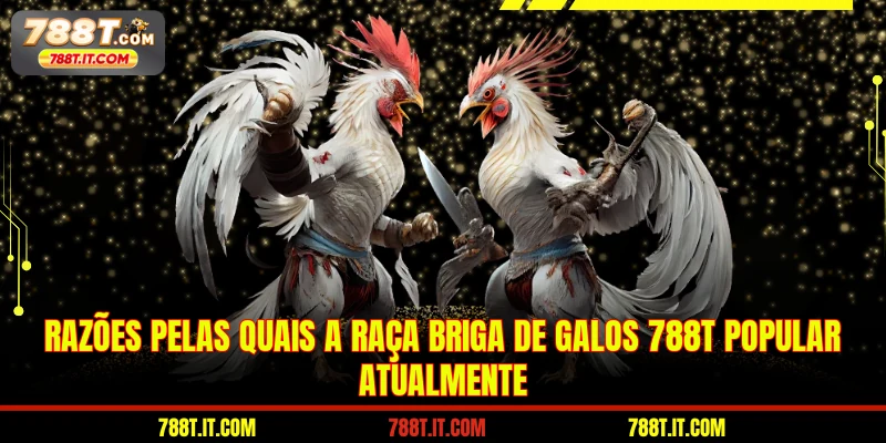 Razões pelas quais a raça Briga de Galos 788T popular atualmente